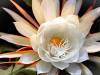 Arzoo/Pending 6 Astonishingly Rare Flowers You may Have Never Seen
