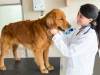 What to See In Veterinary Merchant Services 