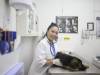 How To Become A Veterinarian In Dubai