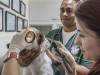How To Become A Veterinarian In Qatar
