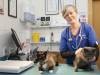 How To Become A Veterinarian In New Zealand