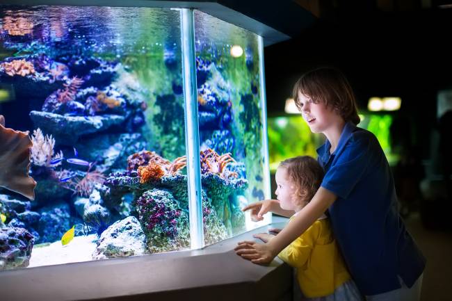 Some Creative Aquarium Lighting Ideas for Home 