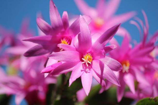 7 Flowering Succulents to Enhance the Beauty of Your Ambiance