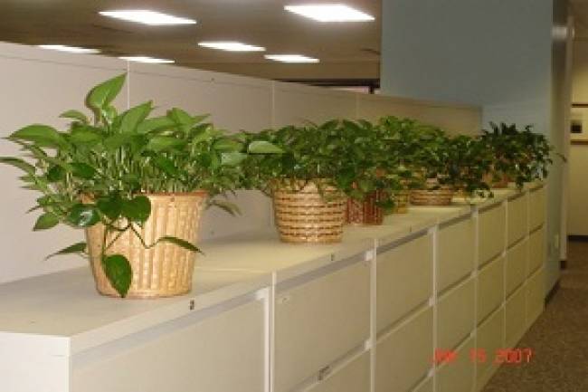 Why Use A Corporate Plant Service In Philadelphia?