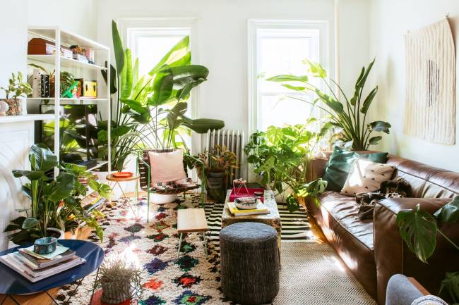 How to choose from the best indoor plants for home