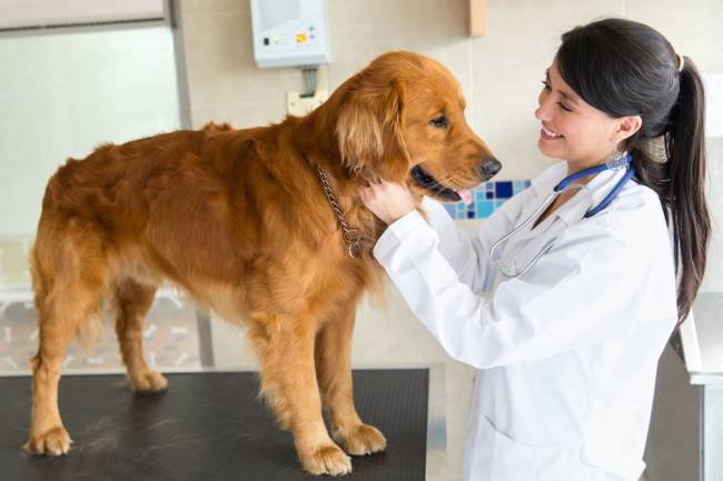 What to See In Veterinary Merchant Services 