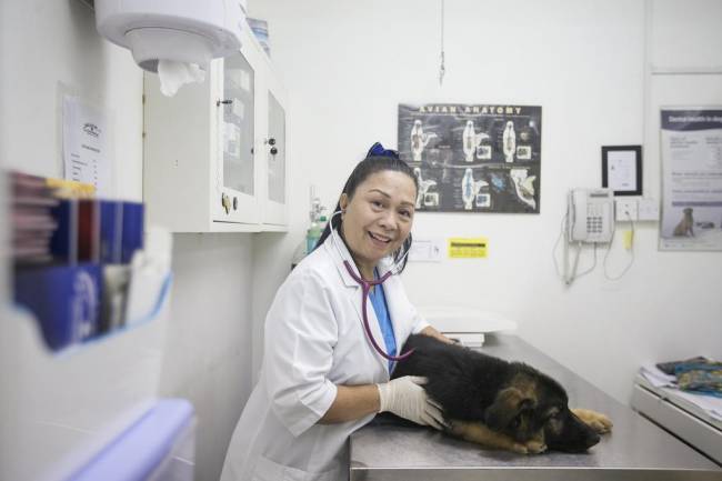 How To Become A Veterinarian In Dubai