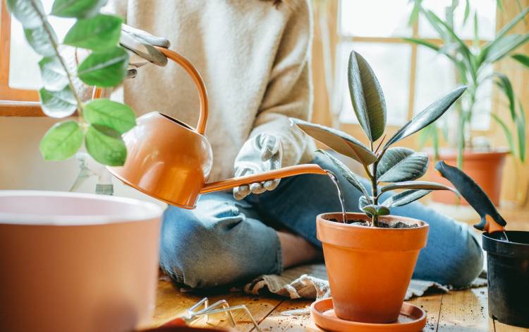 How Indoor and Outdoor Plants Help to Improve the Health of The Home