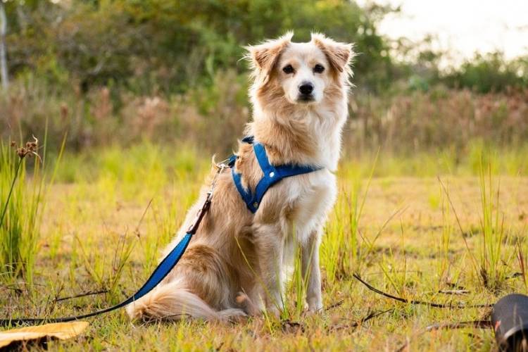 Types of Dog Harness